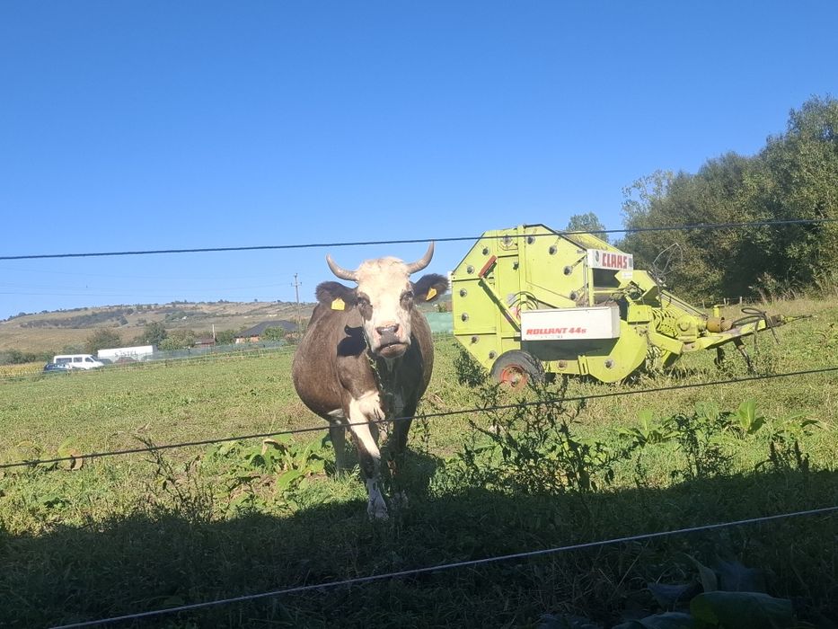 Vând 3 vaci gestante