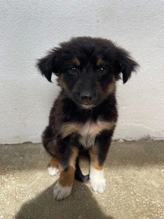 DONEZ pui caine maidanez femela