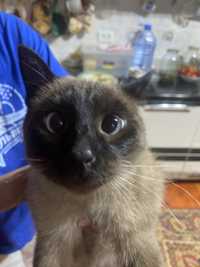 Продается сиамский кот подросток