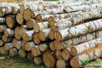 Кругляк березы 2 метра