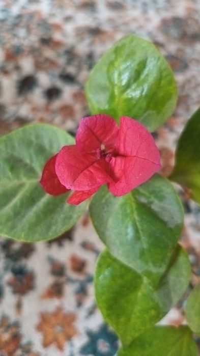 Продам цветок бугенвиллия комнатная