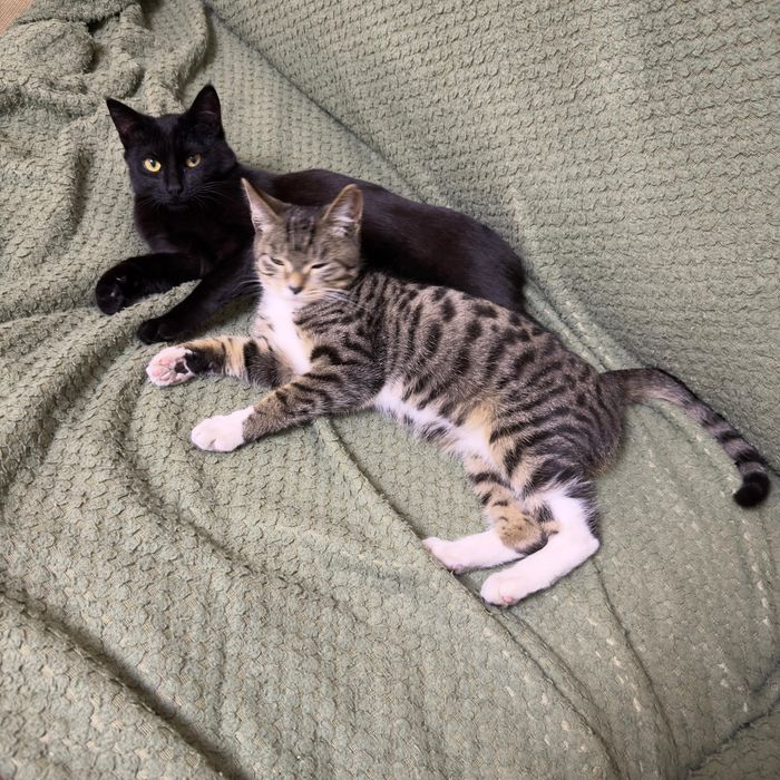 Отдам полосатого котика