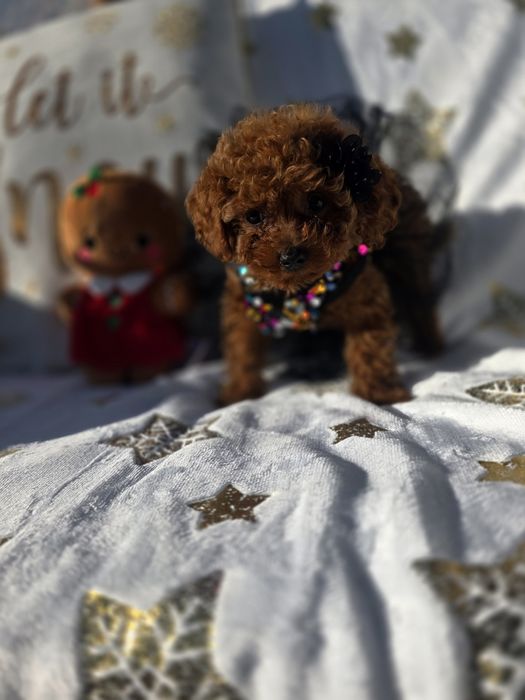 Пудел той момиче с документ за произход