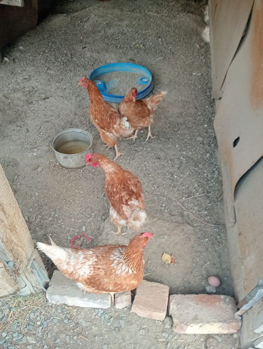 Тауық жұмыртқа беретін