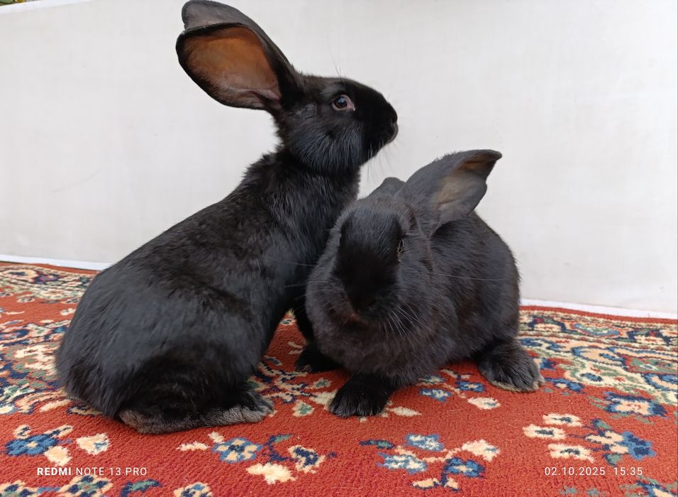 Кролики великаны.