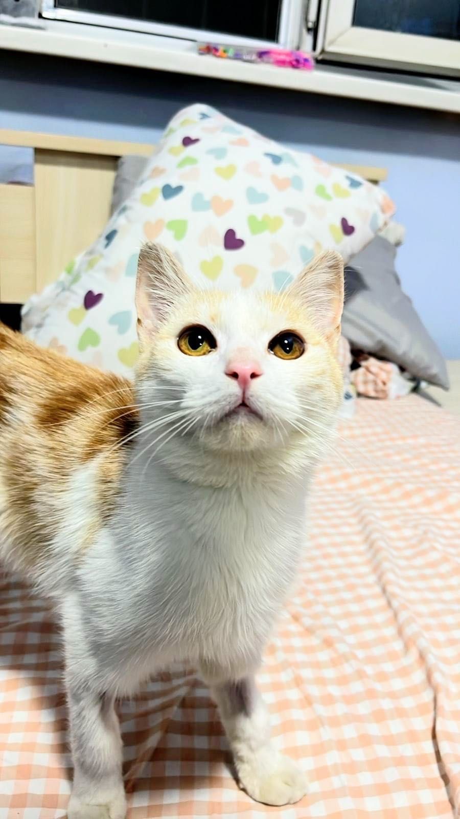 Спасенный котенок 8 месяцев