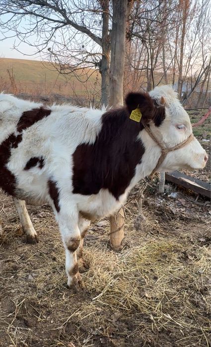 Симментал тана 1 жасар