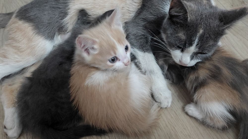 Отдам в добрые руки