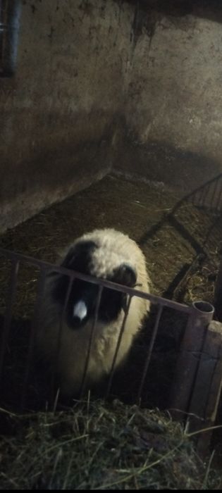 Vând berbecuț pentru ținut