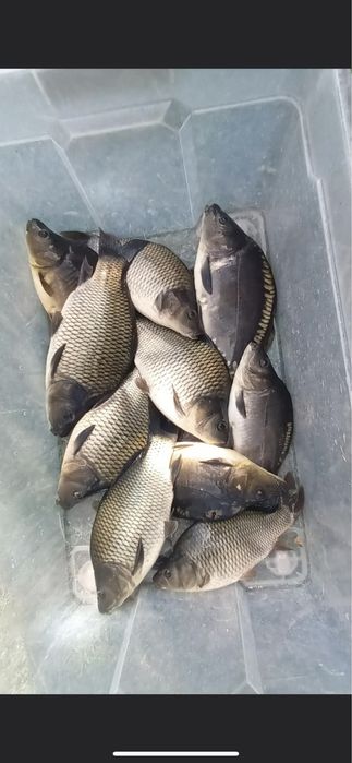 Puiet pește, puiet crap