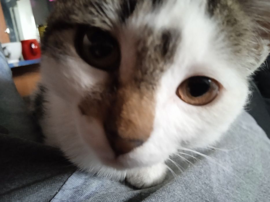 Кошка 3-4 месяца