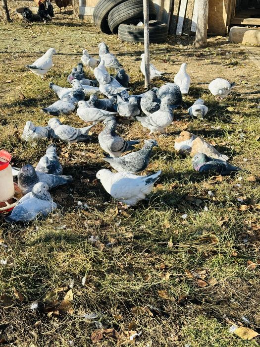 Porumbei standard romanesc de frumustete