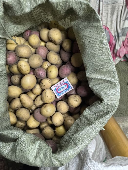 Продам картофель дачный