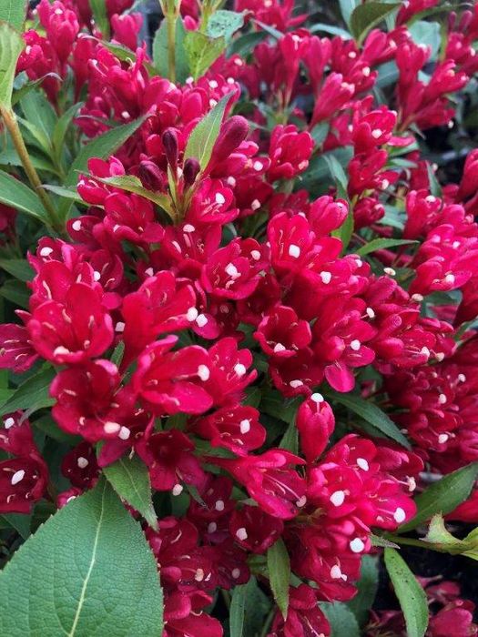 Weigela All Summer Monet Tip Copac