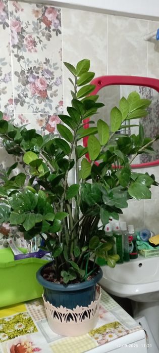 Продам комнатные цветы