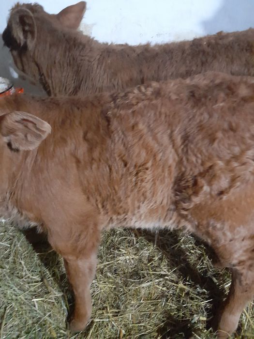 Tauras si vitea baltati semiintarcati