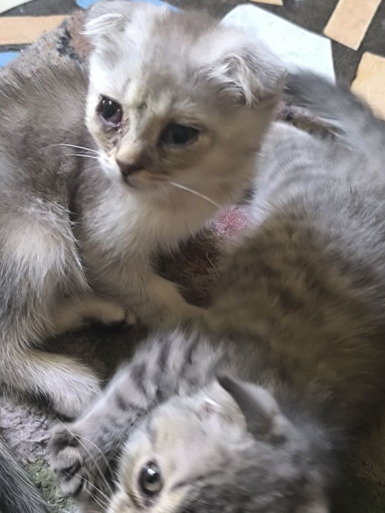 Шотландские вислоухие котята