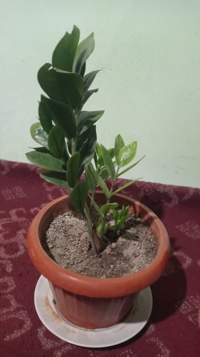 Гуллар сотилади буйи 25 30см