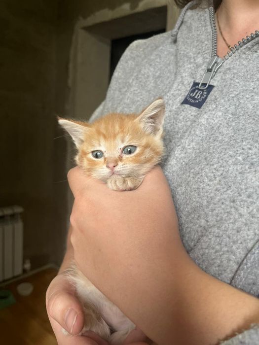 Оставили котят в коробке