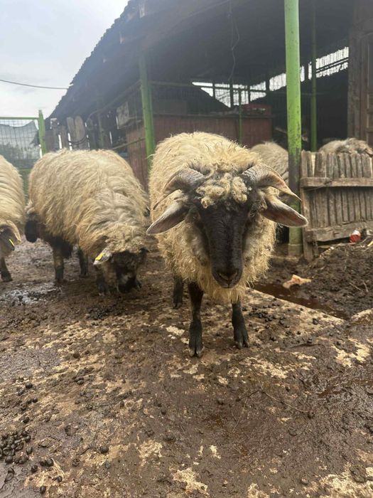 Vand un noatin si 3 mielute