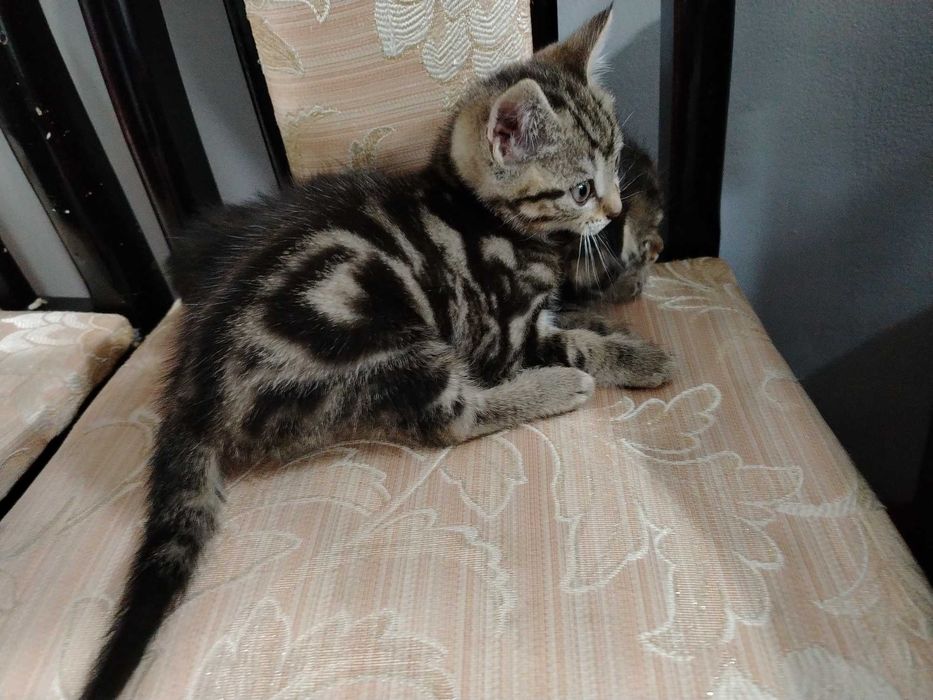 мушукчалар сотилади