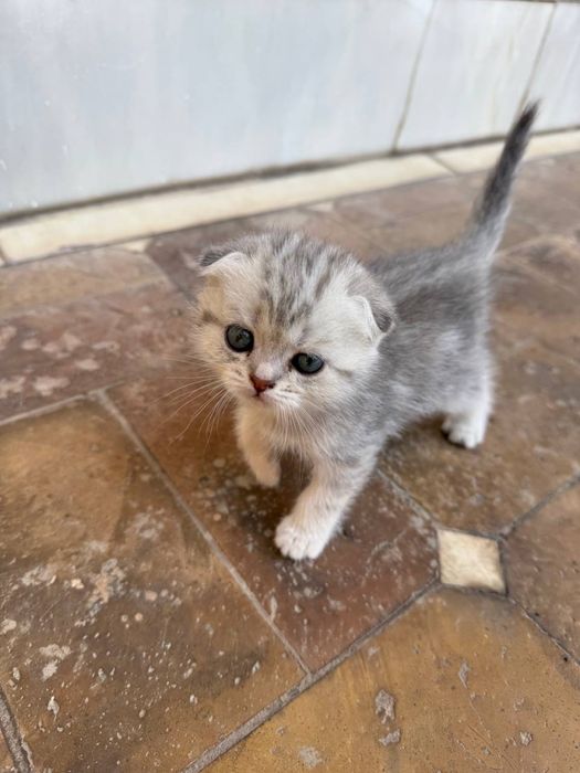 Шотландские чистокровные котята Золотая шиншилла