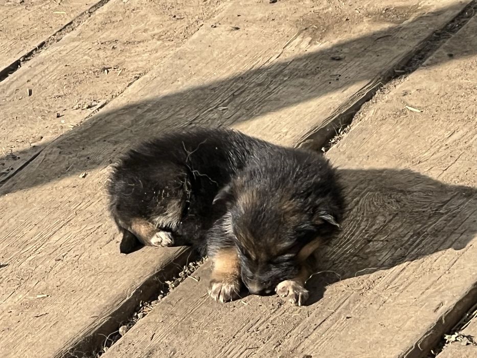 Отдам щенка, темненького