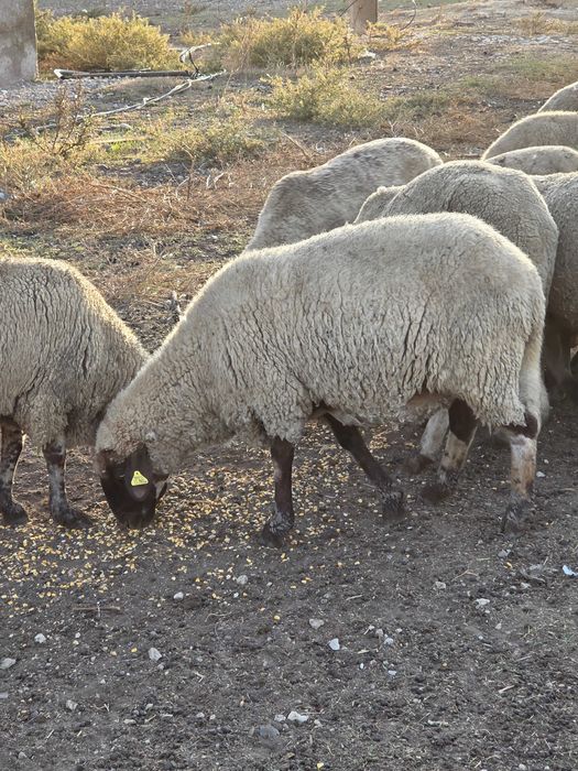 Oi tinere de vanzare!!!