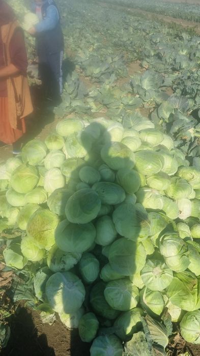 Varza alba de toamna