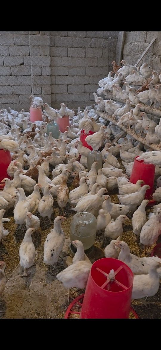 80 кунлик Макён жужалари. Хаммаси 100 % товук чикади