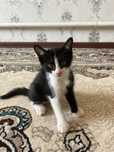 Котята 1,5 аилик