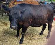 Vând vițică Angus