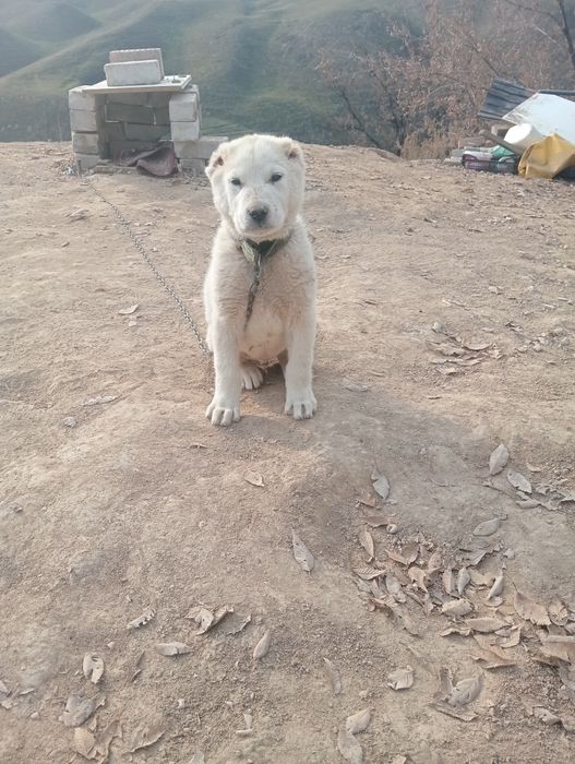 Алабай кушик 1.5 айлык сатылады.