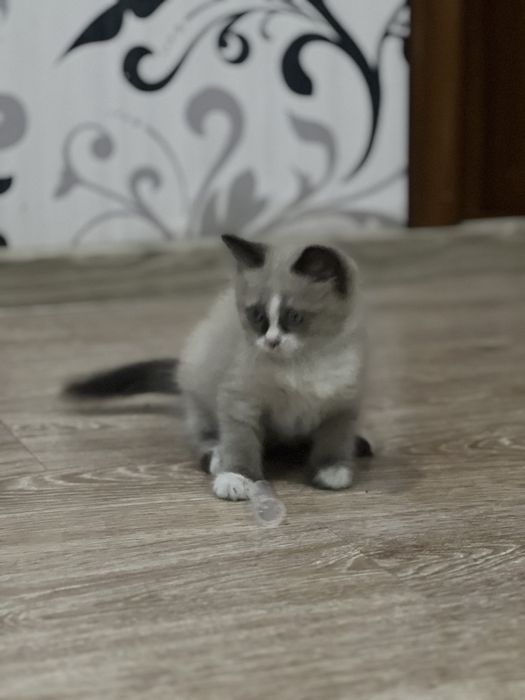 Regdoll mushukcha