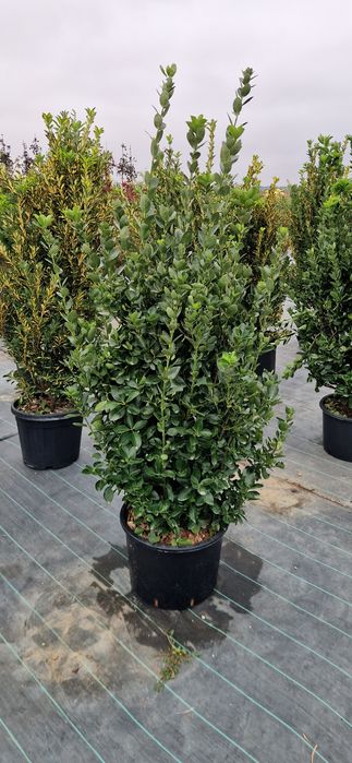 Cupressocyparis leylandi gold- Euonymus- Photinia - Enupar tarator