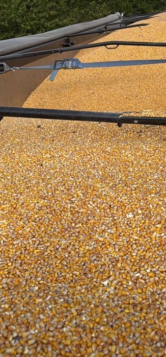 Vând porumb recolta 2025