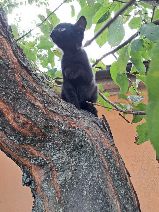 Подарявам котета, гр. Елин Пелин