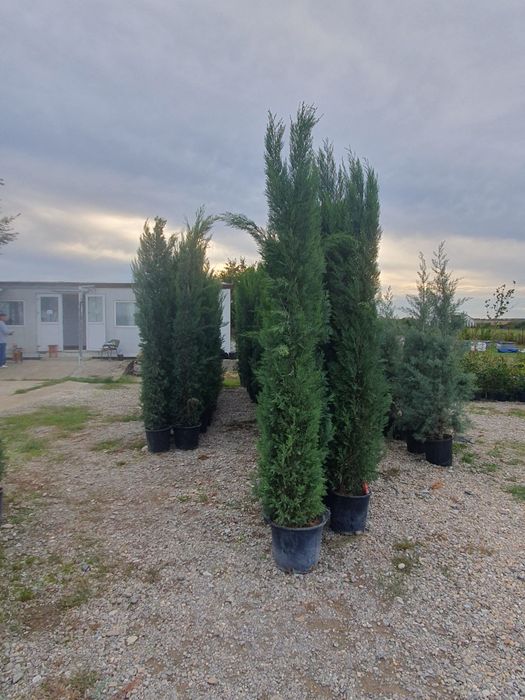 Leylandii 2.5m - 3m la ghiveci, calitate premium, gard viu