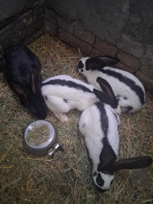 vind iepuri fluture german