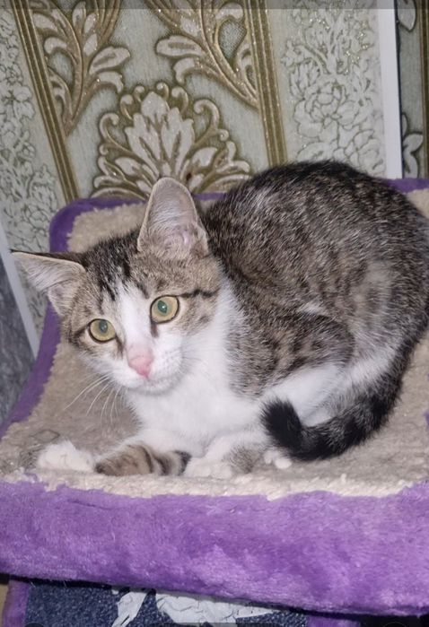 Малыши ищут мампап. Доставлю!