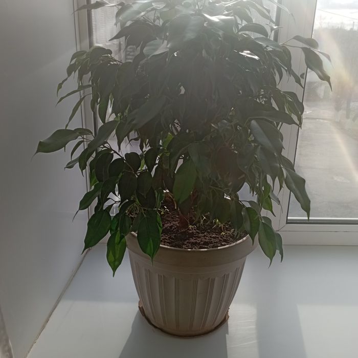 Комнатный цветок, фикус Бенджамино