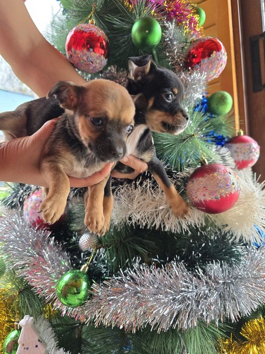 Мини чиху пинчери