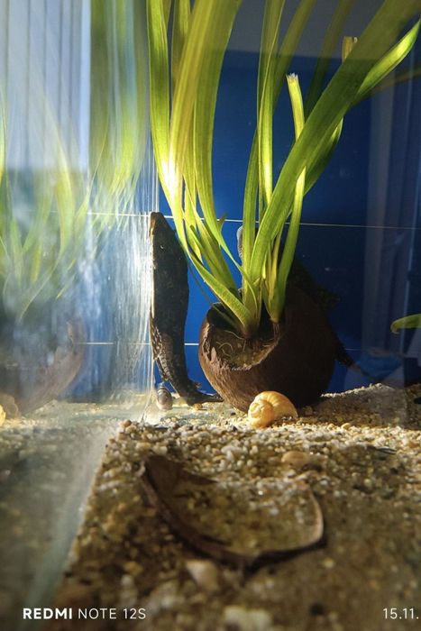 De vânzare 2 pești Pleco