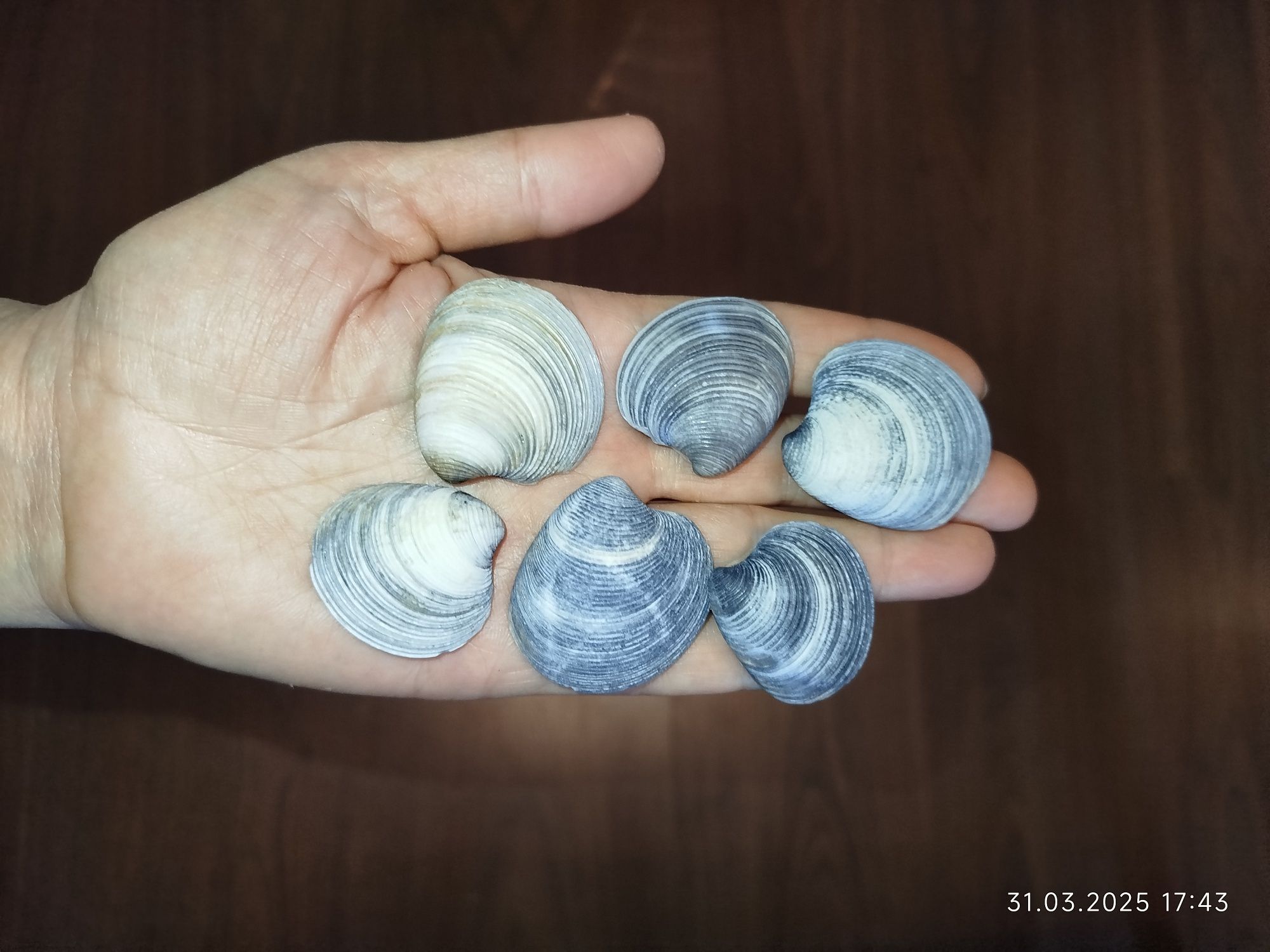 Ракушки натуральные с морей