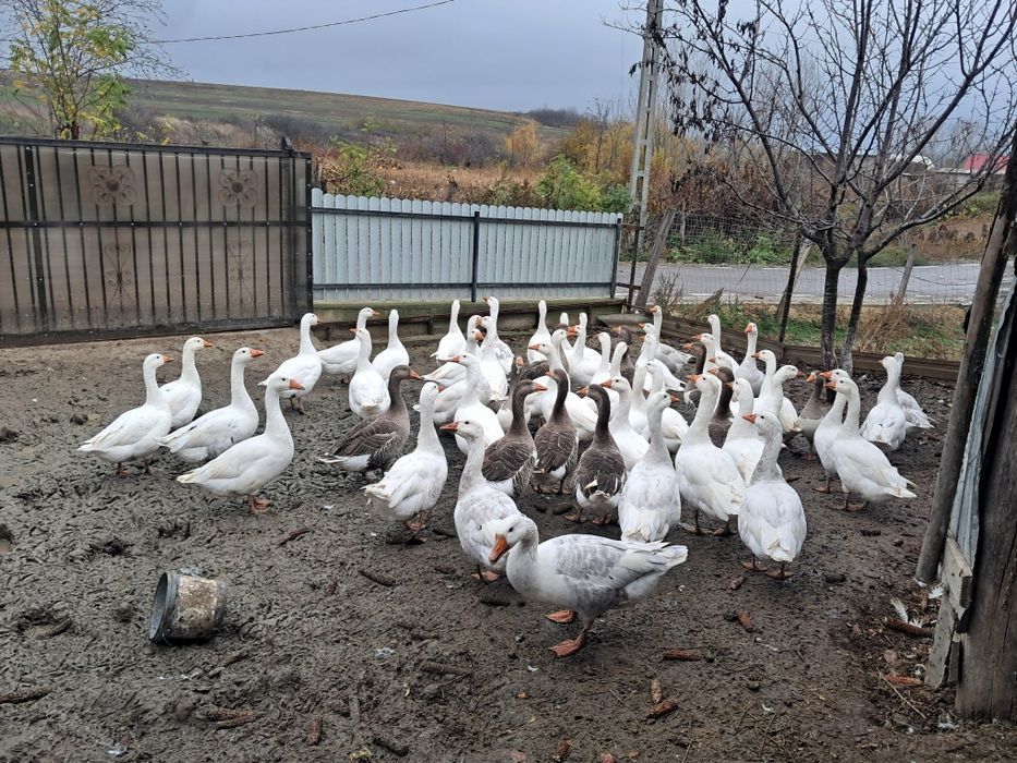 Vând gâște tinere.