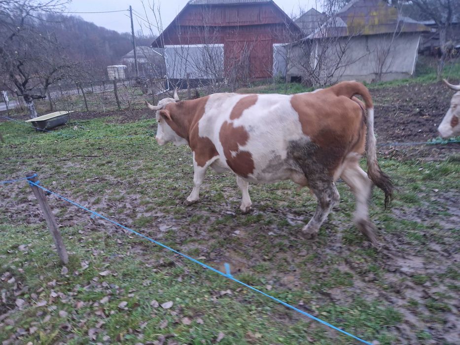Vand vaca buna de lapte