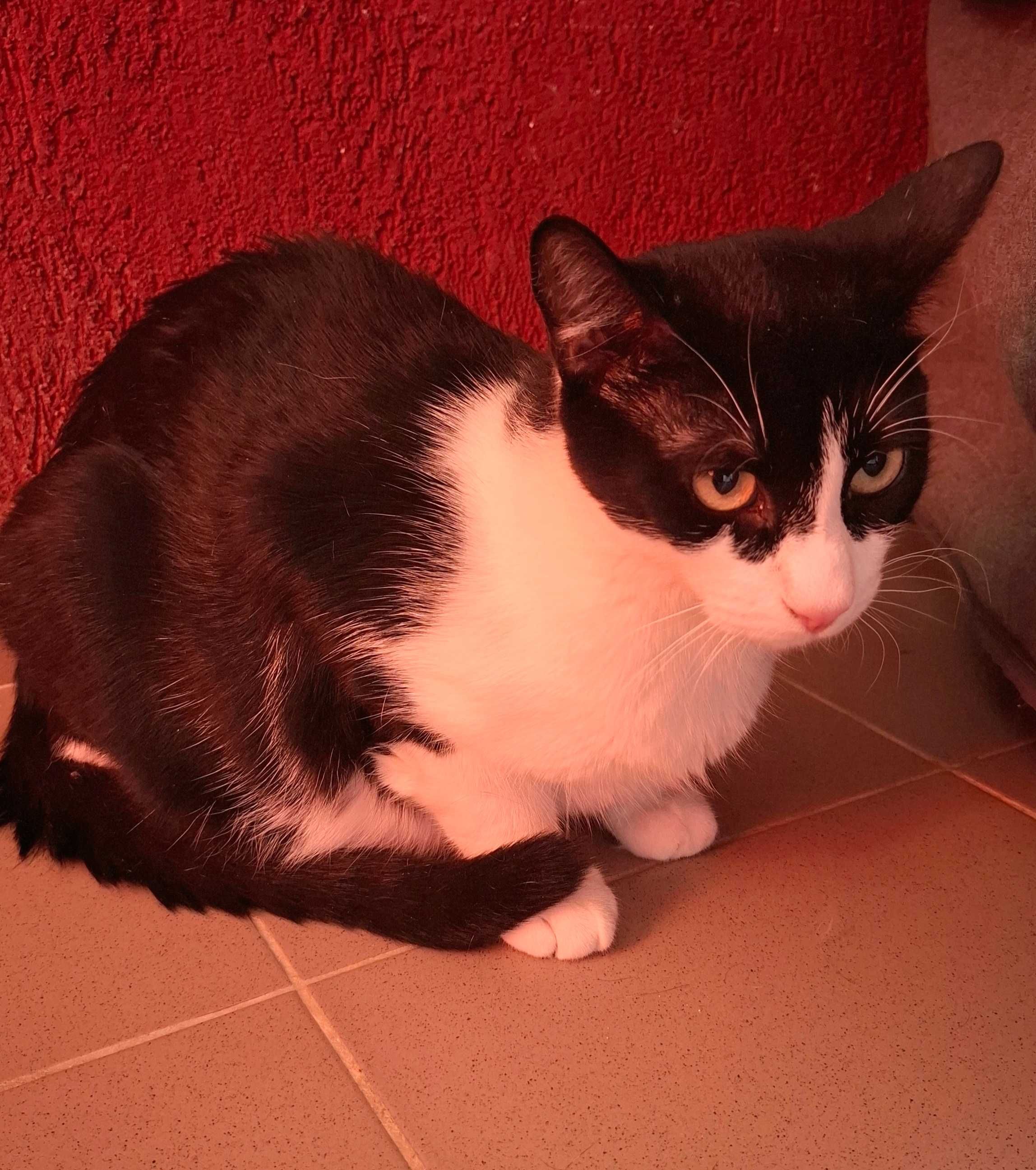 Adoptie pisica motan alb negru castrat Apollo