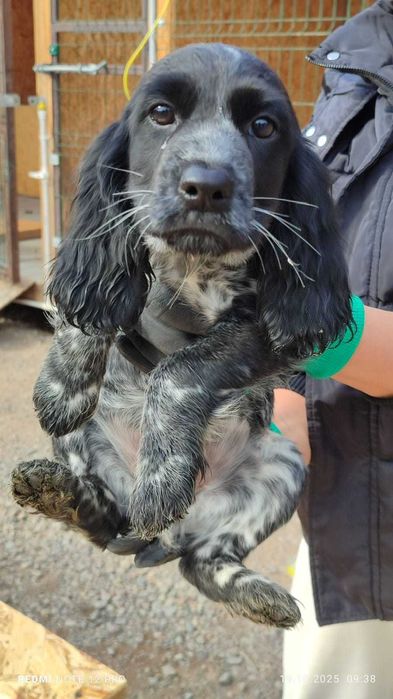 Продаются щенки русского охотничьего спаниеля