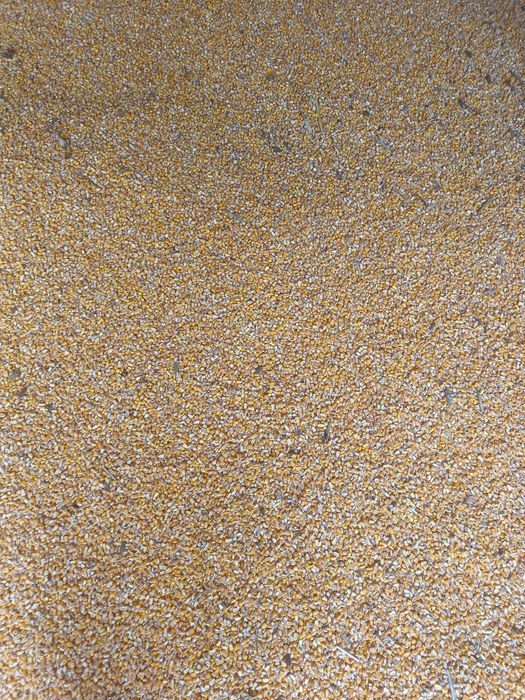 Grâu și porumb de vânzare 2025