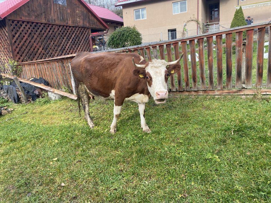 Vaca tinara de vinzare